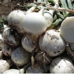 Б'янка F1 10000 насіння білої озимої цибулі, Libra Seeds, Італія